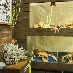 Stichting Zee, Strand en Juttersmu-ZEE-um image 3