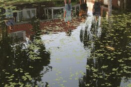 Vissen komen boven drijven in Amstelveense sloot
