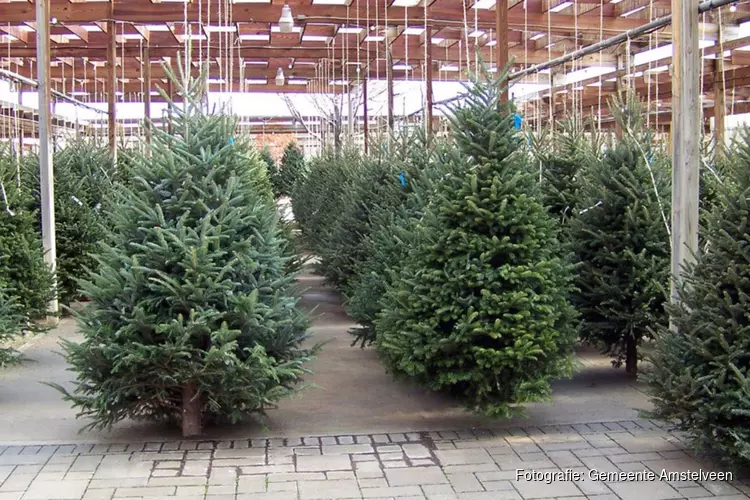 Kerstbomen inzamelen/wegbrengen