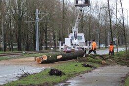 Boom dreigt om te vallen bij Beneluxbaan en trambaan