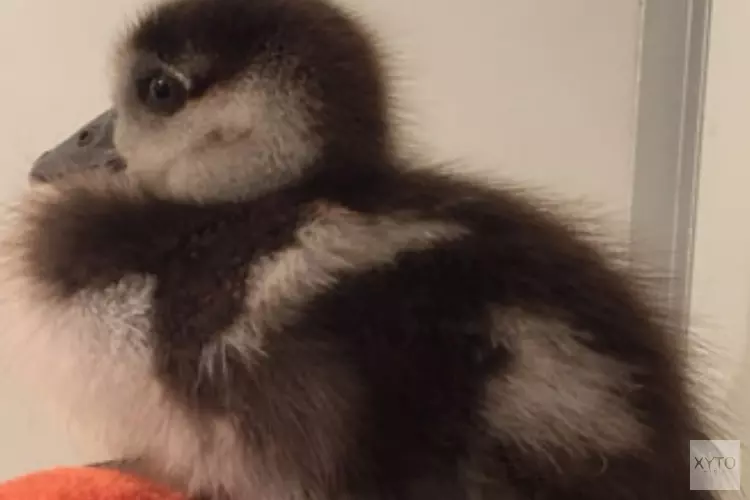 Opvang van Amstelveense hulpeloze dieren in 2019