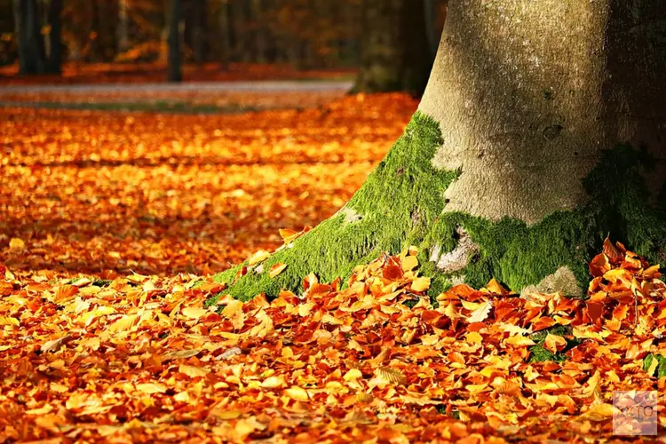 Het Amsterdamse bos is en blijft een bos voor iedereen
