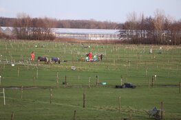Persoon krijgt trap van paard op manege in Aalsmeer
