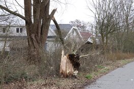 Woning in Amstelveen loopt lichte schade op door omgevallen boom
