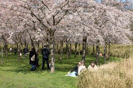 Drukte in Bloesempark Amstelveen