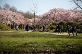 Drukte in Bloesempark Amstelveen