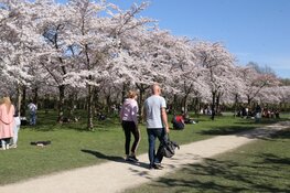 Drukte neemt toe in Bloesempark (Amsterdamse Bos)