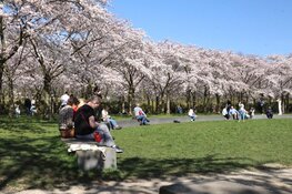Drukte neemt toe in Bloesempark (Amsterdamse Bos)