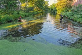 Calamiteitenteam redt vissen in Amstelveen