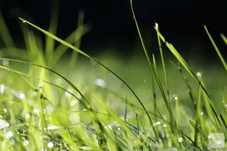 Aanplant groen langs Beneluxbaan met duurzaam materieel