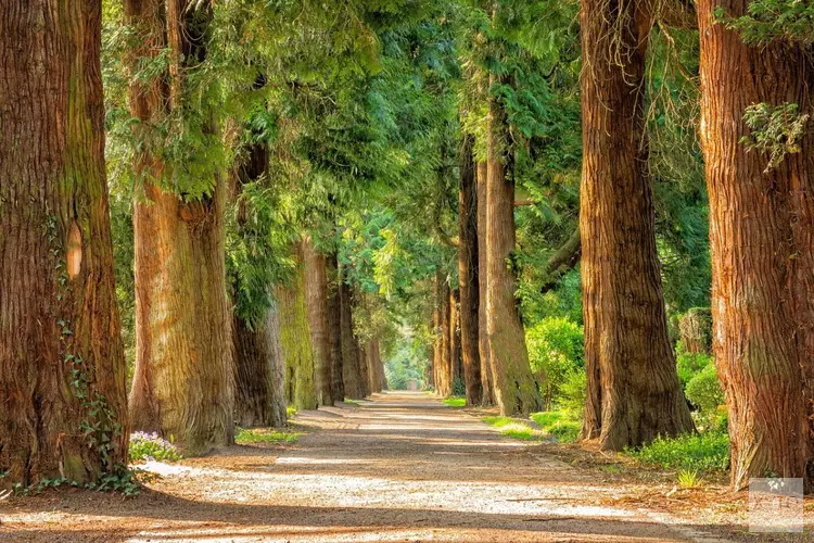 Noodkap bomen Icaruslaan, Wilgenlaan en Ouderkerkerlaan