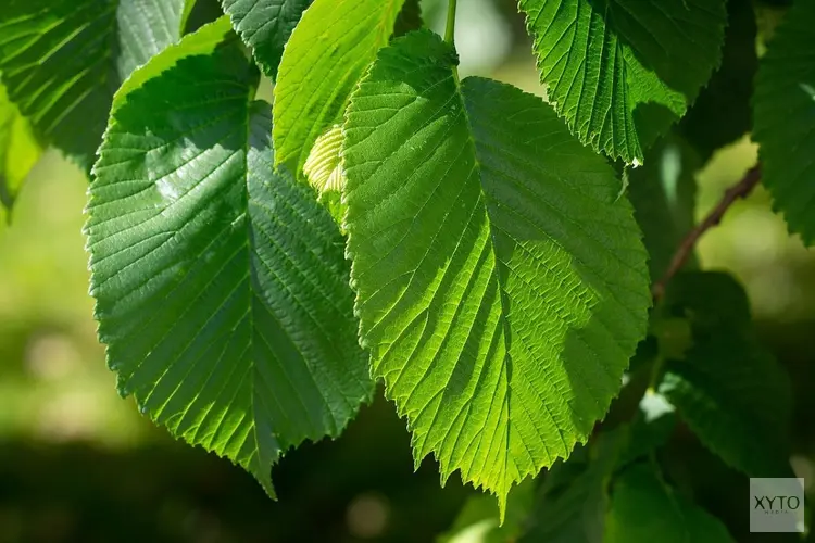 Noodkap bomen Faustlaan en Judith Leisterweg