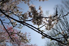Wandelen in het schitterende Bloesempark