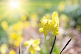Lente steeds meer in zicht. Koude nachten, maar overdag steeds meer zon