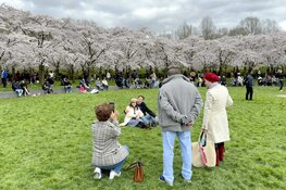 Kersenbomen in bloei in het Bloesempark