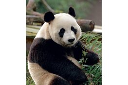 Samenwerken voor een beerwaardig bestaan