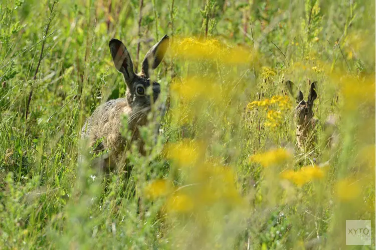Zomertijd begint wisselvallig, maar richting Pasen steeds zachter weer